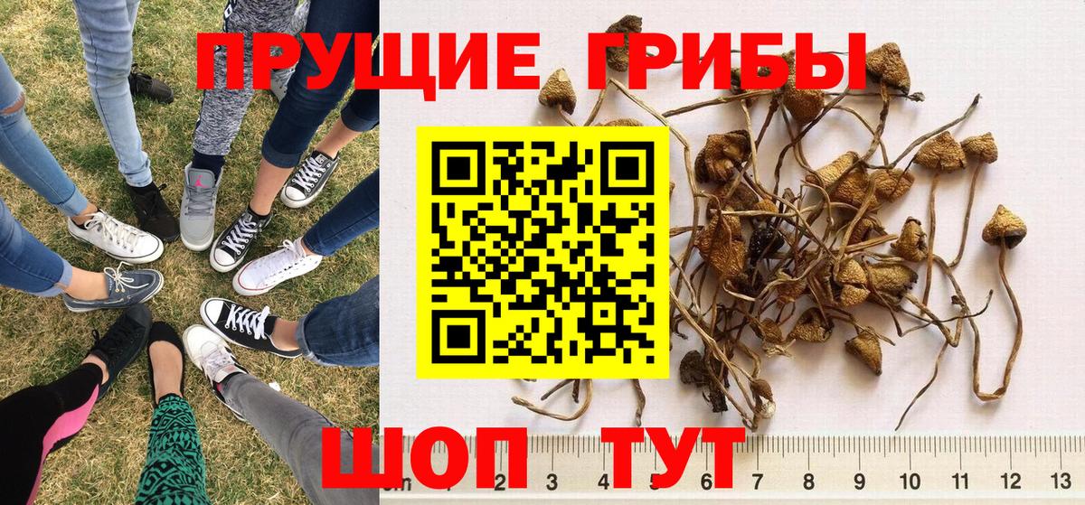 Псилоцибиновые грибы мицелий Невинномысск